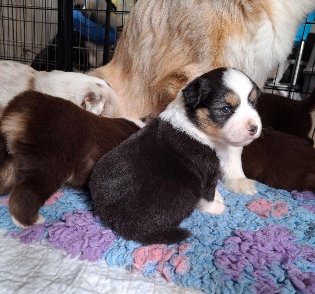 de la bande à Gro - Chiots disponibles - Berger Américain Miniature 