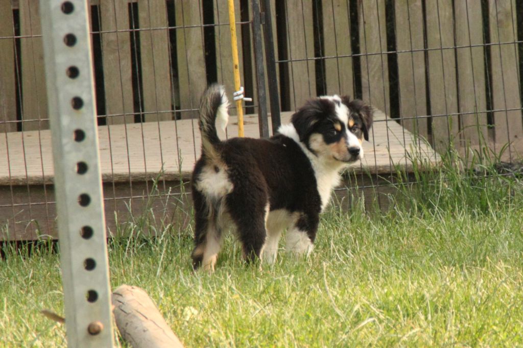 de la bande à Gro - Chiots disponibles - Berger Américain Miniature 