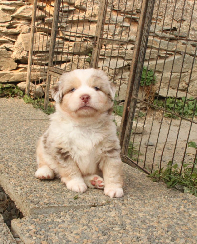 de la bande à Gro - Chiots disponibles - Berger Américain Miniature 