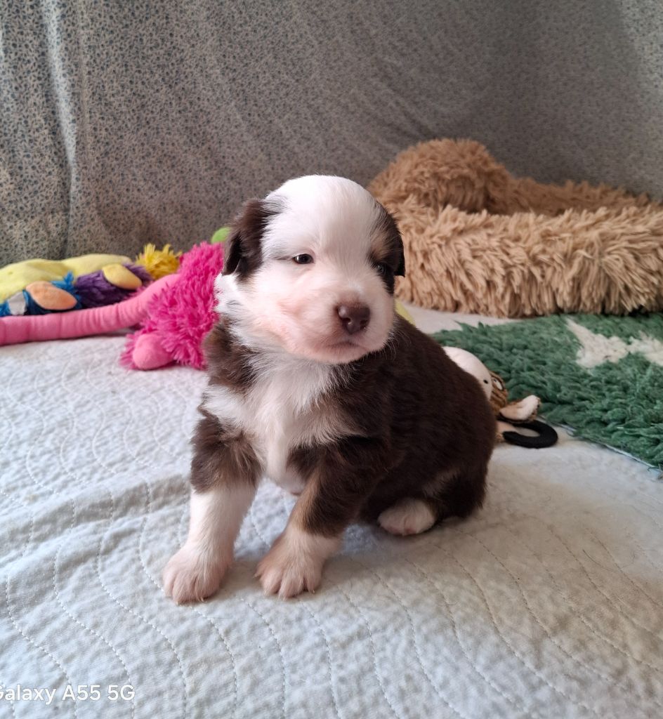 de la bande à Gro - Chiots disponibles - Berger Américain Miniature 
