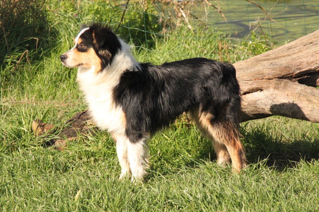 de la bande à Gro - Chiots disponibles - Berger Américain Miniature 