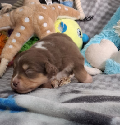 CHIOT