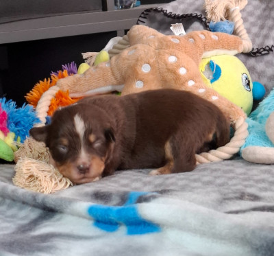 CHIOT