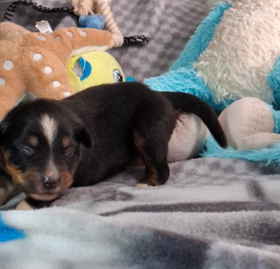 CHIOT