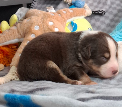 CHIOT