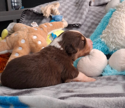 CHIOT