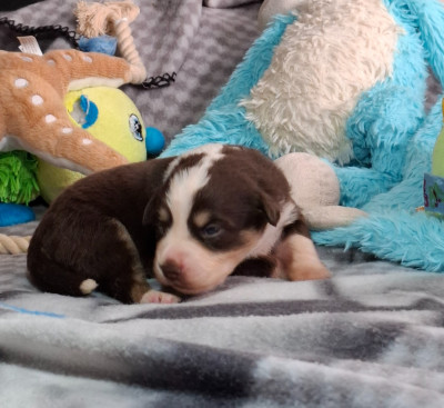 CHIOT