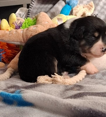 CHIOT