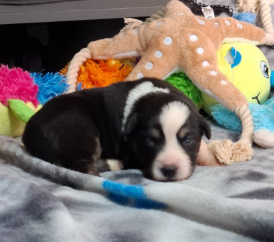 CHIOT