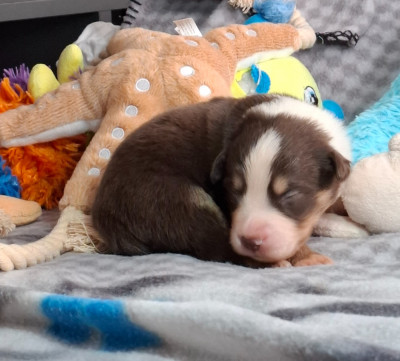 CHIOT