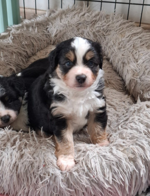 CHIOT 3