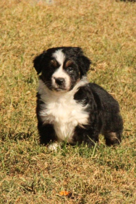 CHIOT 1