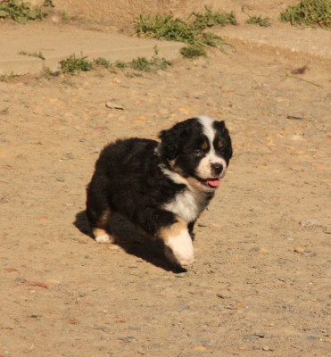 CHIOT 2