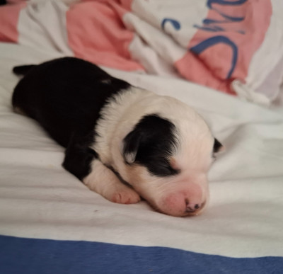CHIOT 1
