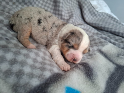 CHIOT 3
