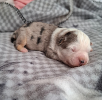 CHIOT 4
