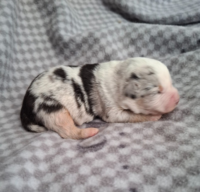 CHIOT 5