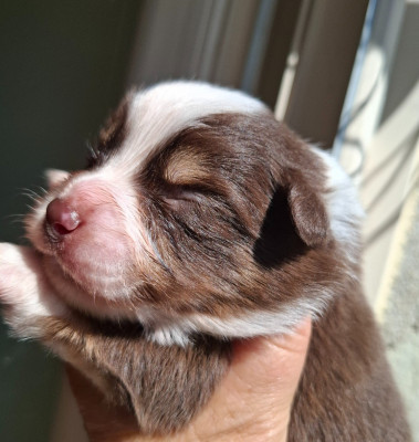 CHIOT 1