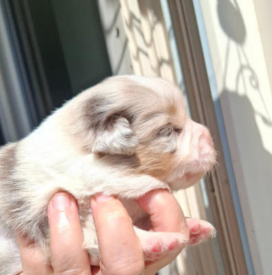 CHIOT 3