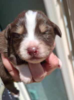 CHIOT 6