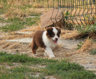 CHIOT 7
