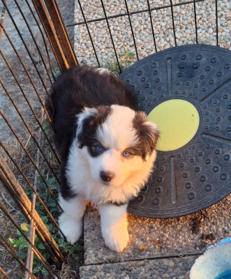 CHIOT 1
