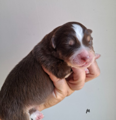 Chiot N°3