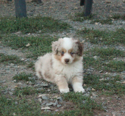 Chiot N°5