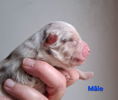 CHIOT 1