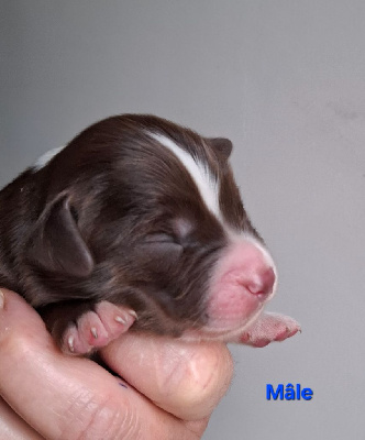 CHIOT 3