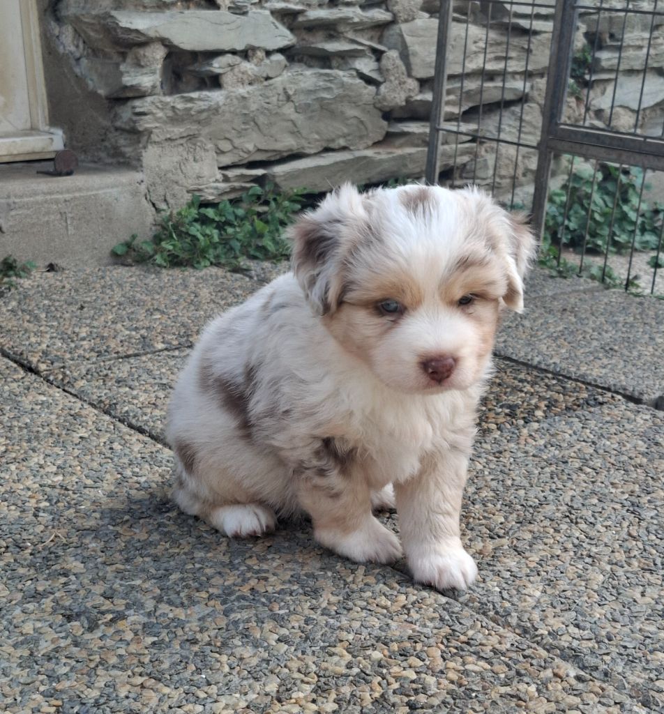 de la bande à Gro - Chiots disponibles - Berger Américain Miniature 