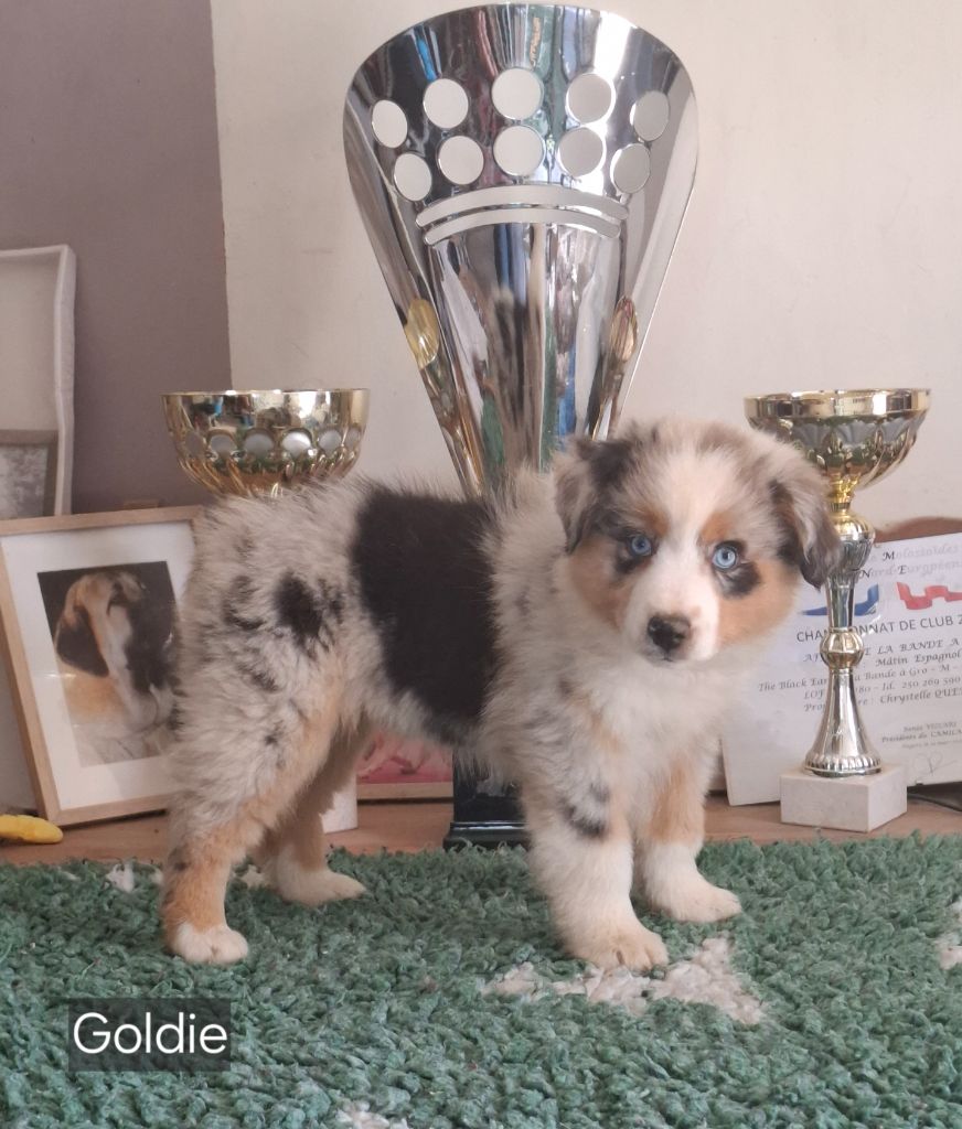 de la bande à Gro - Chiots disponibles - Berger Américain Miniature 