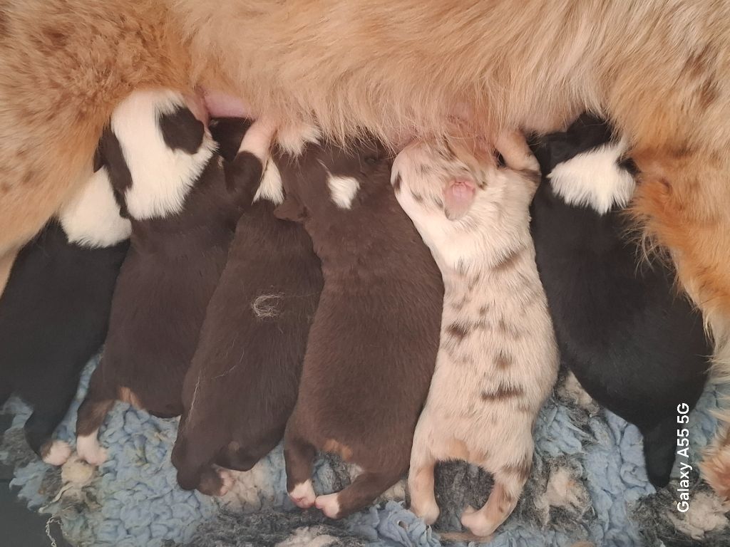 Chiot Berger Américain Miniature de la bande à Gro