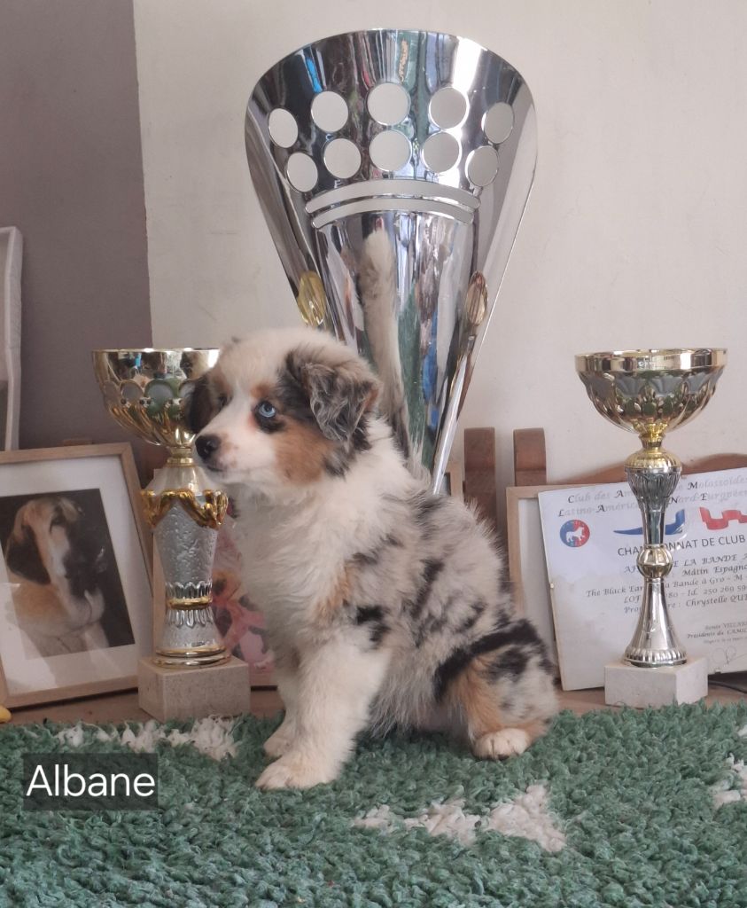 de la bande à Gro - Chiots disponibles - Berger Américain Miniature 