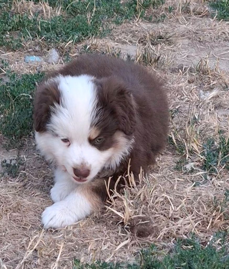 de la bande à Gro - Chiots disponibles - Berger Américain Miniature 