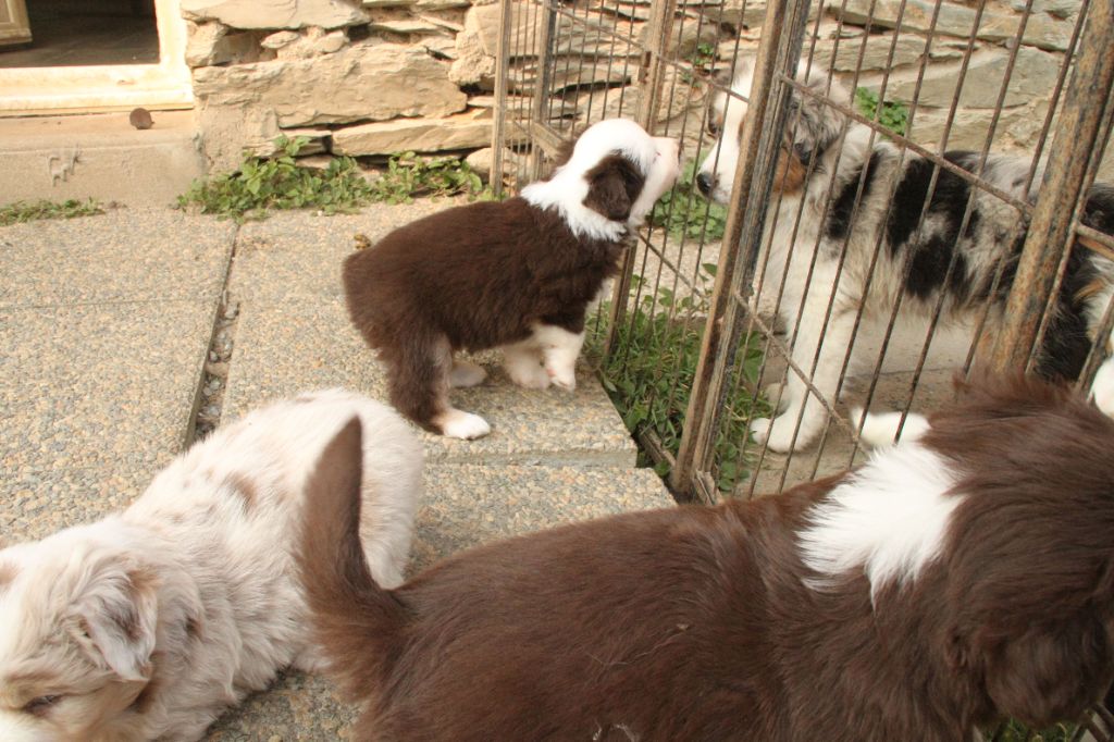 de la bande à Gro - Chiots disponibles - Berger Américain Miniature 