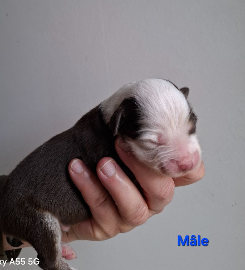 de la bande à Gro - Chiots disponibles - Berger Américain Miniature 
