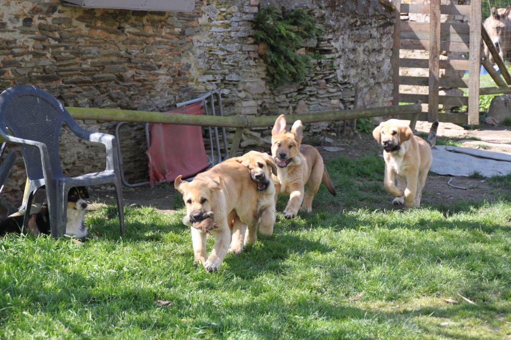 Chiot Mâtin espagnol de la bande à Gro
