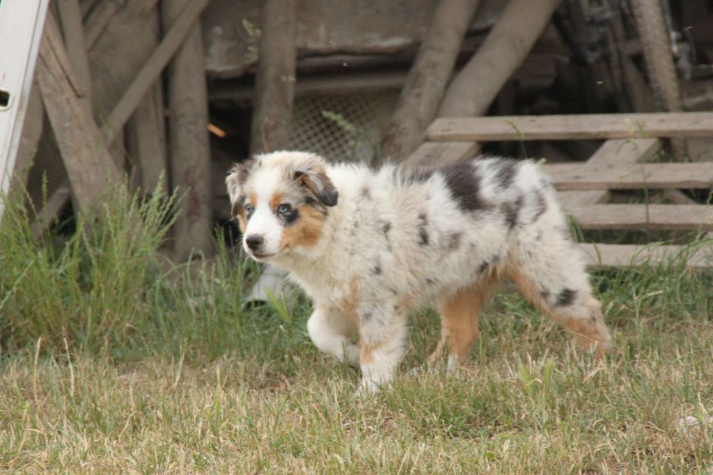 de la bande à Gro - Chiots disponibles - Berger Américain Miniature 