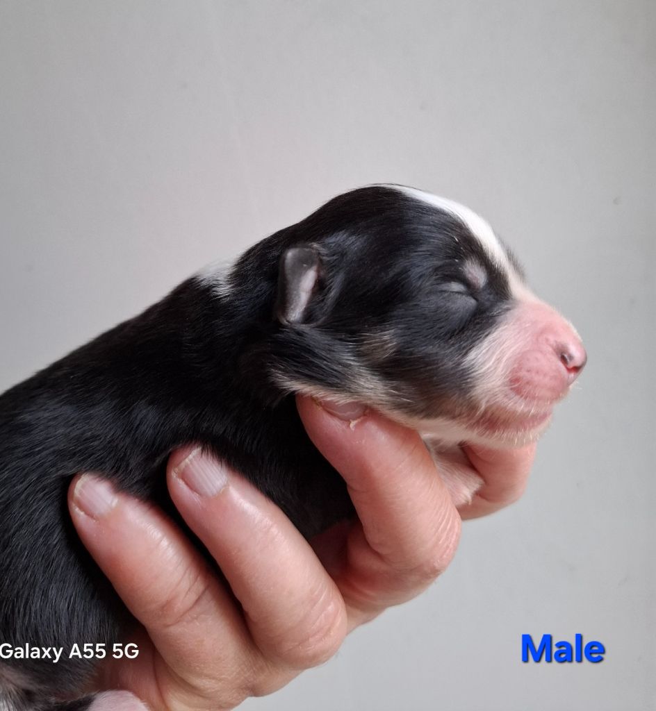 de la bande à Gro - Chiots disponibles - Berger Américain Miniature 